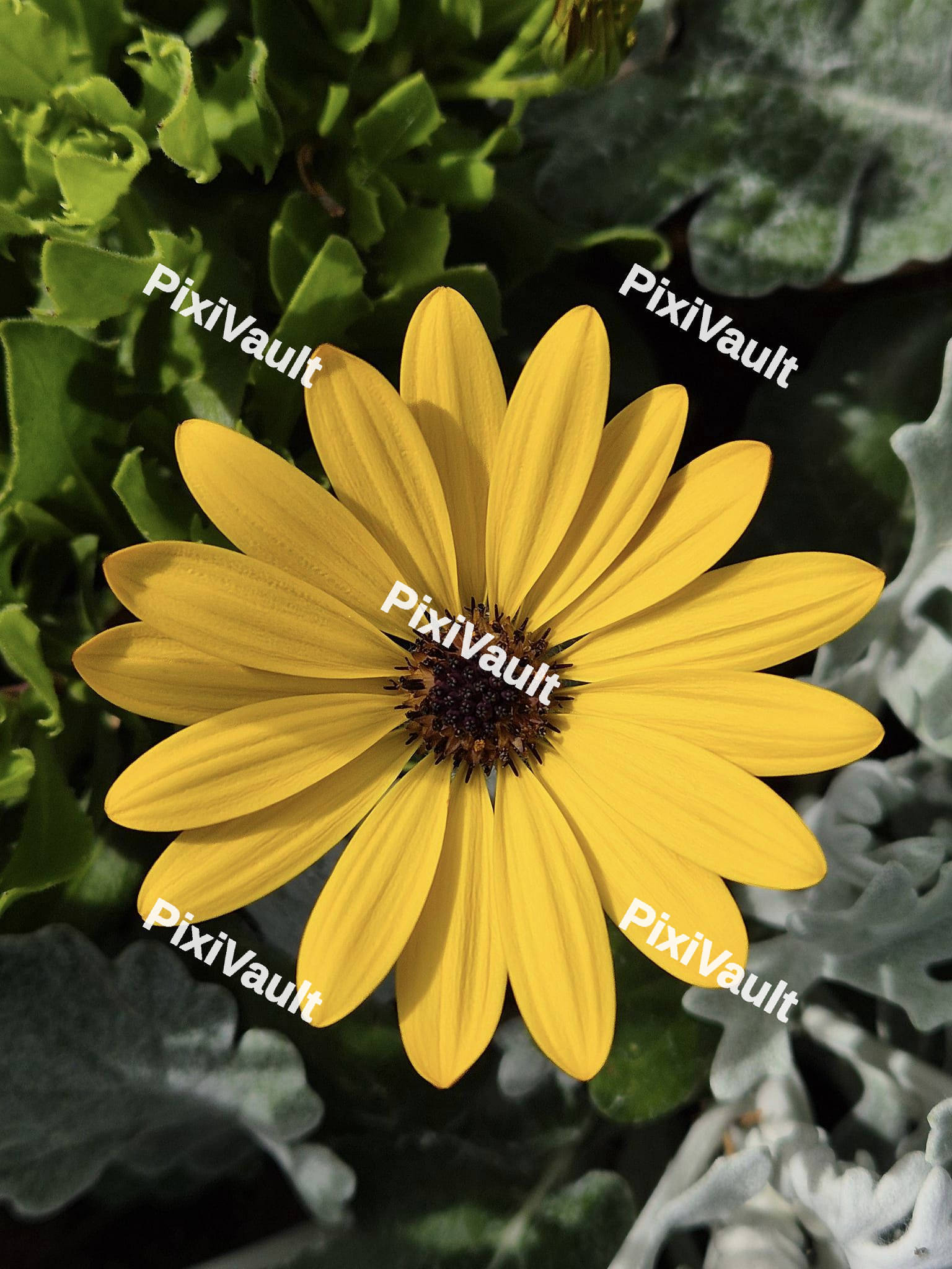 Yellow Parachute Daisy